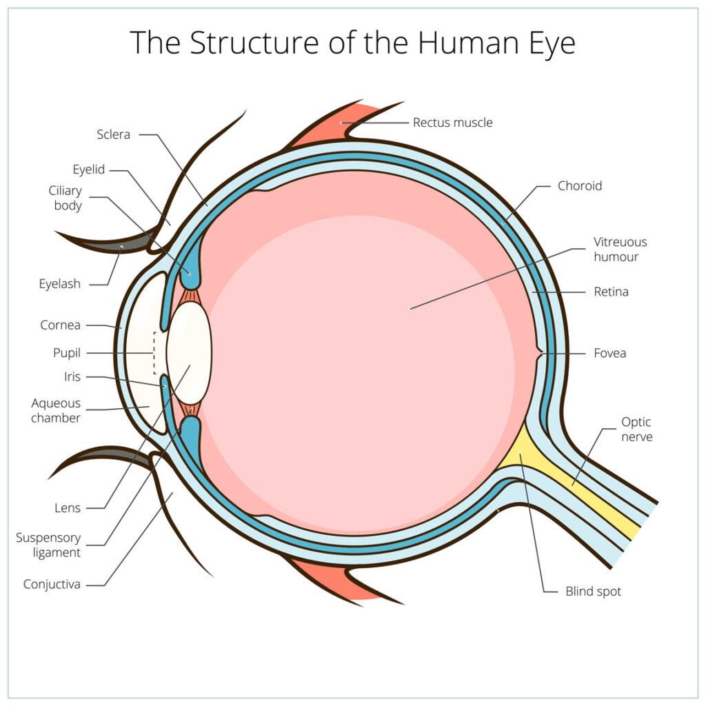 diagram of the human eye