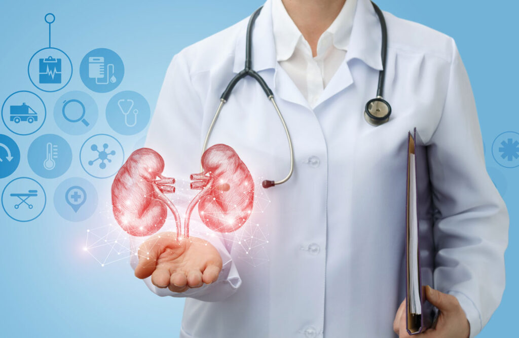 doctor holding up digital rendering of the kidneys