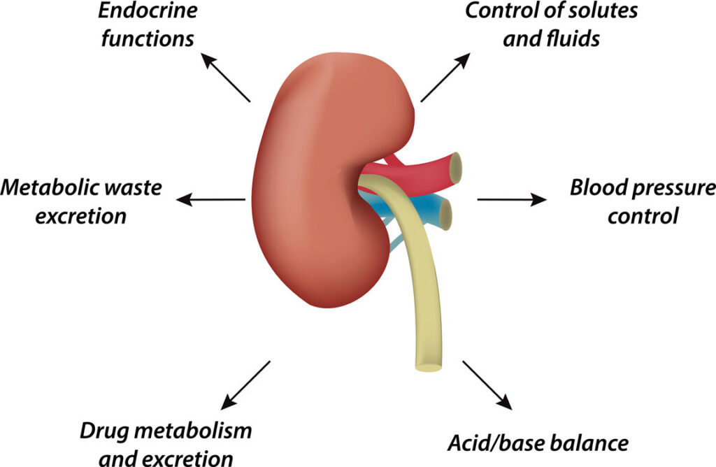 the functions of the kidney