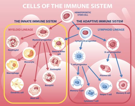 immune system diagram